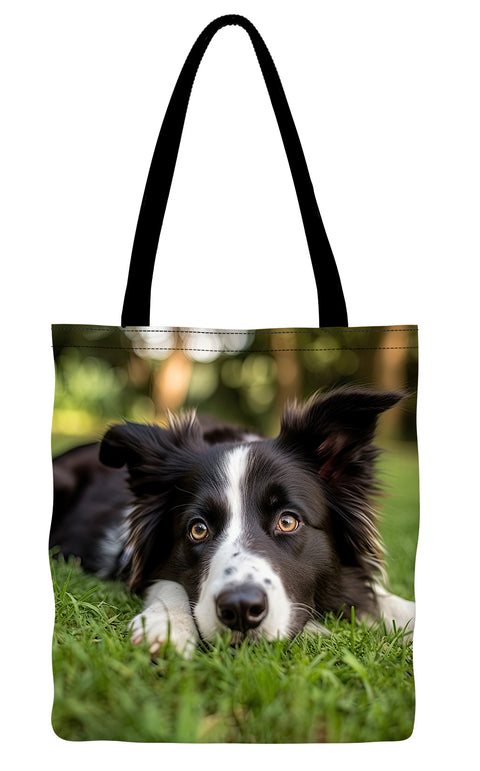 Border Collie Lying in Grass Staring